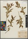 Foto von Salix triandra subsp. triandra L.